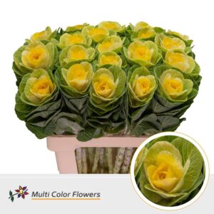 Brassica Naturel Hart Geel – 60cm