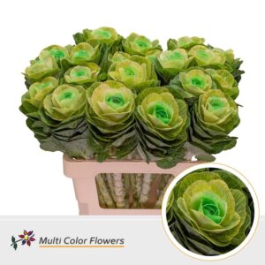 Brassica Naturel Hart Mint – 60cm