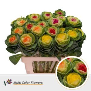 Brassica Naturel Hart Mix – 60cm