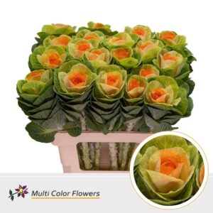 Brassica Naturel Hart Oranje – 60cm