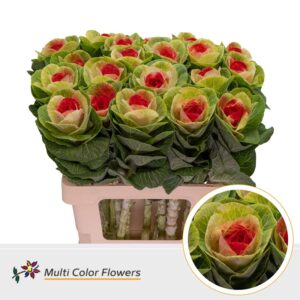 Brassica Naturel Hart Rood – 60cm