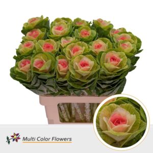 Brassica Naturel Hart Rose – 60cm