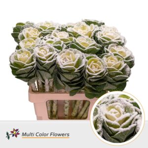 Brassica Naturel Snow – 60cm