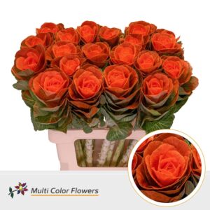 Brassica Oranje – 60cm