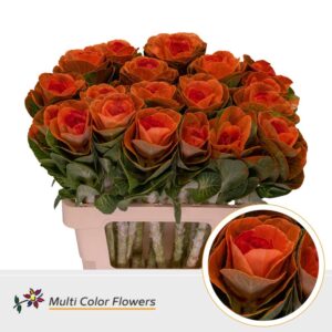 Brassica Oranje Hart Rood – 60cm