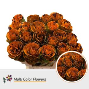 Brassica Oranje Splash Bordeaux – 60cm