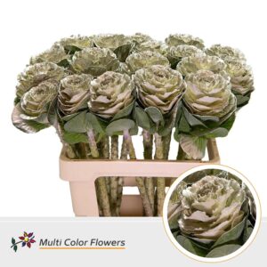 Brassica Platina – 60cm