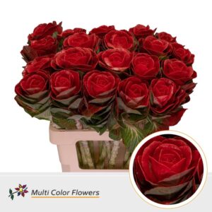 Brassica Rood – 60cm