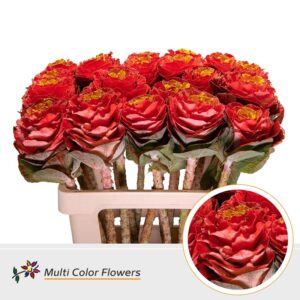 Brassica Rood Hart Geel – 60cm