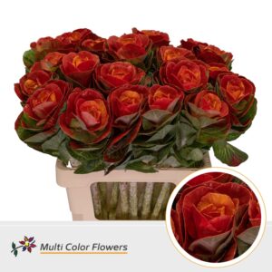 Brassica Rood Hart Oranje – 60cm