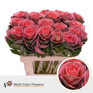 Brassica Rose – 60cm
