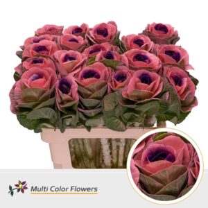 Brassica Rose Hart Lila donker – 60cm