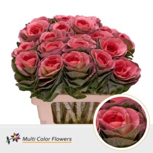 Brassica Rose Hart Rood – 60cm
