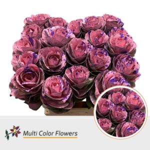 Brassica Rose Splash Lila – 60cm