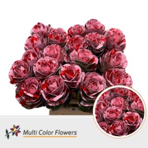 Brassica Rose Splash Rood – 60cm