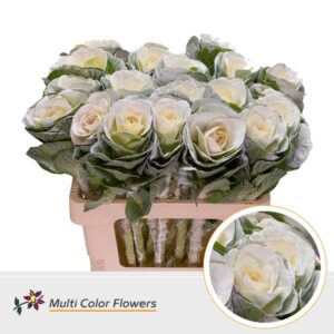 Brassica Wit – 60cm