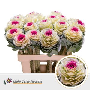 Brassica Wit Hart Erica – 60cm
