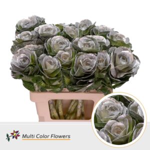 Brassica Zilver – 60cm