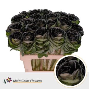 Brassica Zwart – 60cm
