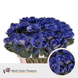 Brassica Blauw donker – 70cm