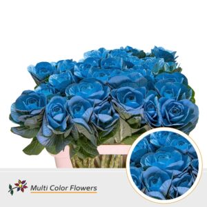 Brassica Blauw Licht – 70cm