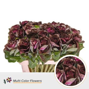 Brassica Bordeaux – 70cm