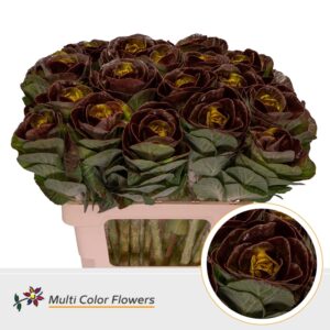 Brassica Bordeaux Hart Geel – 70cm