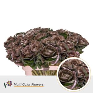 Brassica Champagne – 70cm