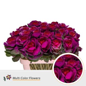 Brassica Erica Hart Rood – 70cm