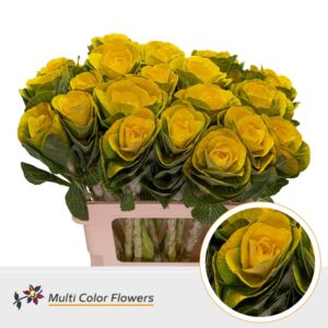 Brassica Geel – 70cm