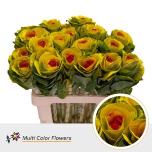 Brassica Geel Hart Rood – 70cm
