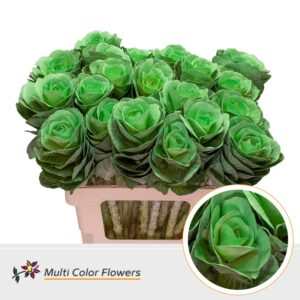 Brassica Mint – 70cm