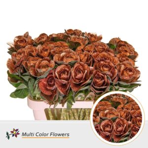 Brassica Koper – 70cm