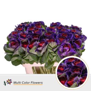 Brassica Lila donker Hart Rood – 70cm