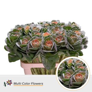 Brassica MarshM Apricot – 70cm