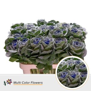 Brassica MarshM Blauw Donker – 70cm