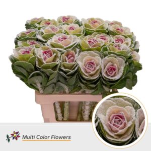 Brassica MarshM Erica – 70cm
