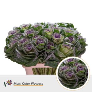 Brassica MarshM Lila donker – 70cm