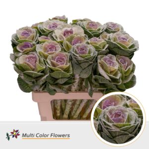 Brassica MarshM Milka – 70cm