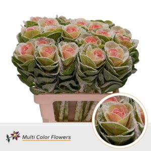 Brassica MarshM Rose – 70cm