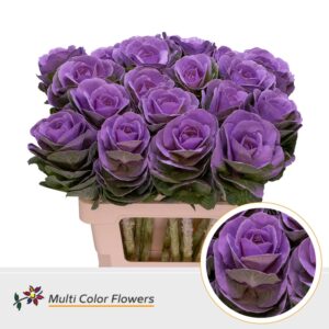 Brassica Milka – 70cm