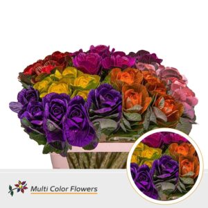Brassica Mix – 70cm