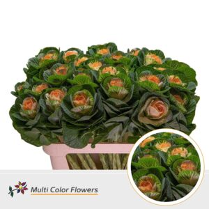 Brassica Naturel Hart Apricot – 70cm