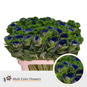 Brassica Naturel Hart Blauw donker – 70cm