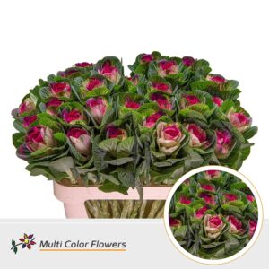 Brassica Naturel Hart Erica – 70cm