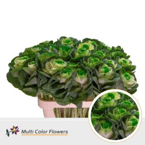 Brassica Naturel Hart Mint – 70cm