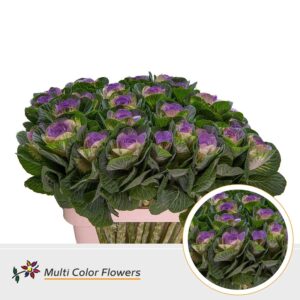 Brassica Naturel Hart Milka – 70cm
