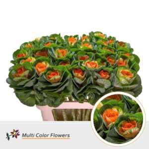 Brassica Naturel Hart Oranje – 70cm
