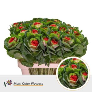 Brassica Naturel Hart Rood – 70cm