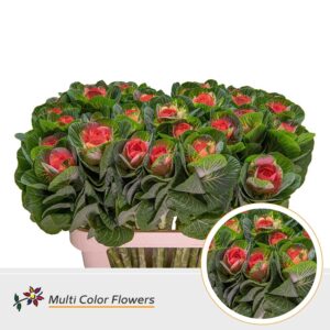 Brassica Naturel Hart Rose – 70cm